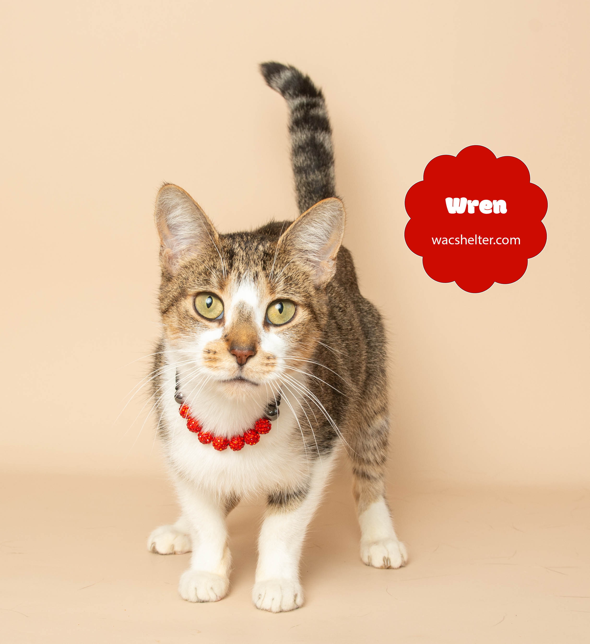 WREN (Chirps like a Bird)