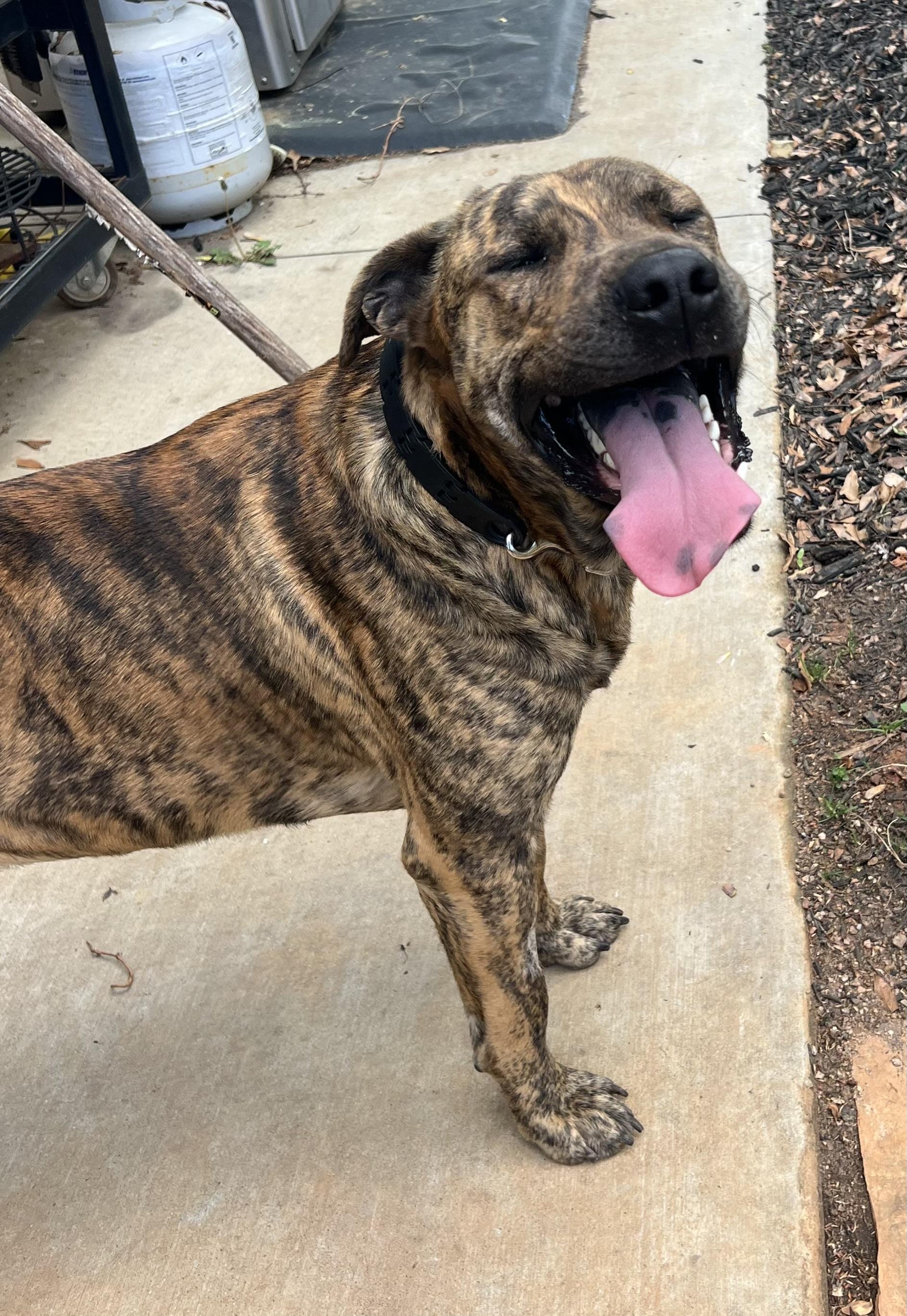 Tank, a Adoptable mixed breed in Horse Shoe, NC image 1/5