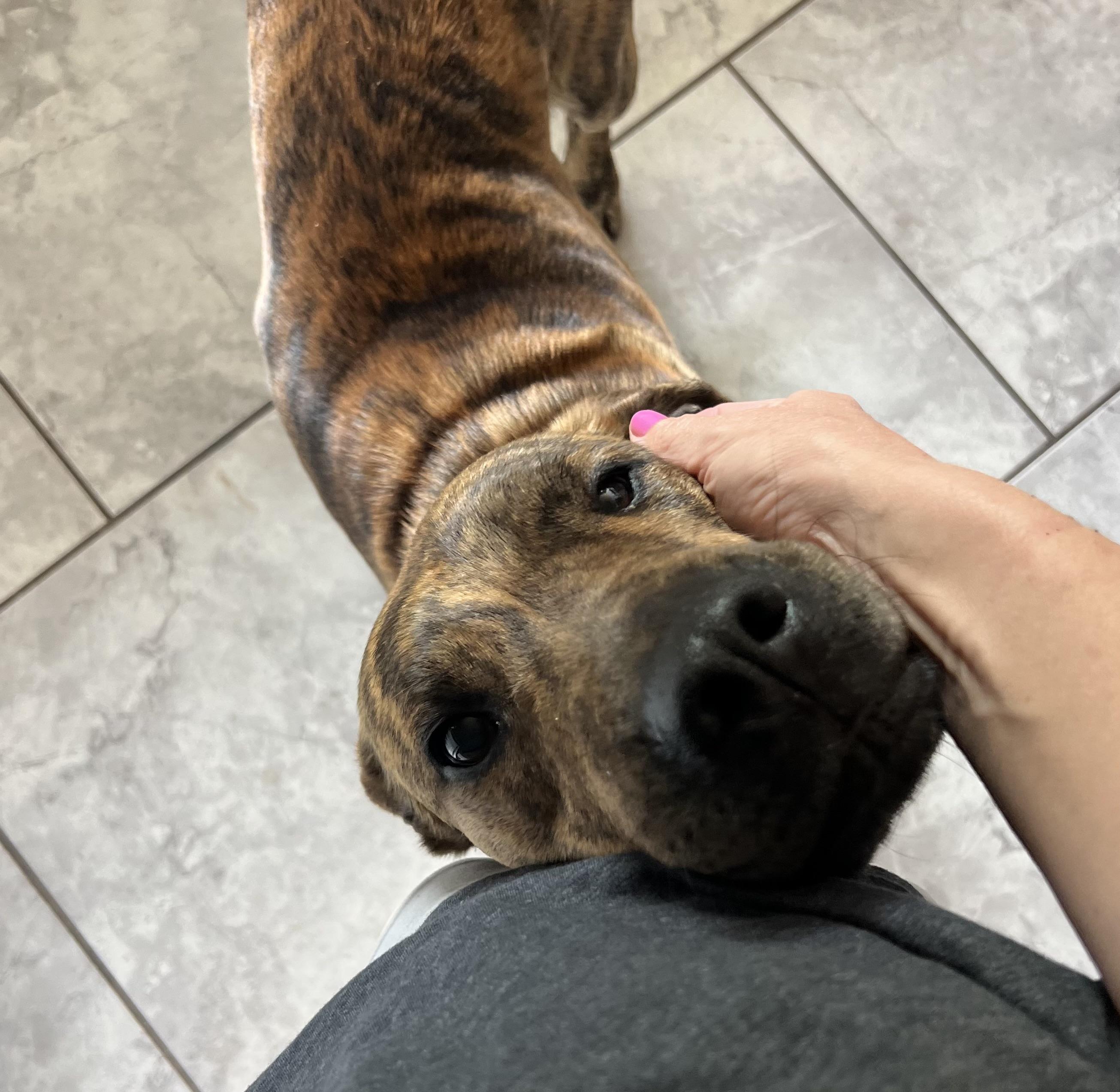 Tank, a Adoptable mixed breed in Horse Shoe, NC image 2/5