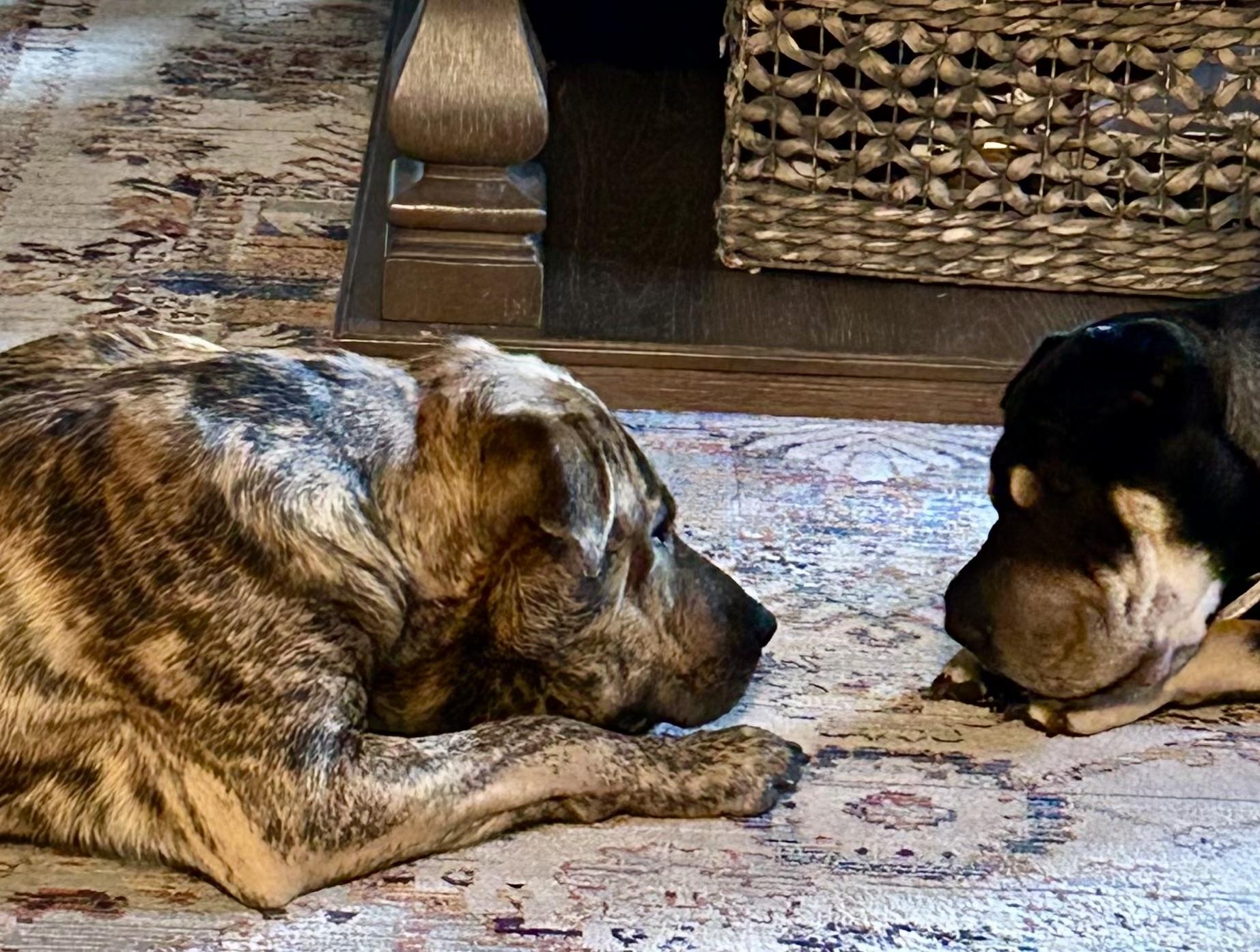 Tank, a Adoptable mixed breed in Horse Shoe, NC image 3/5