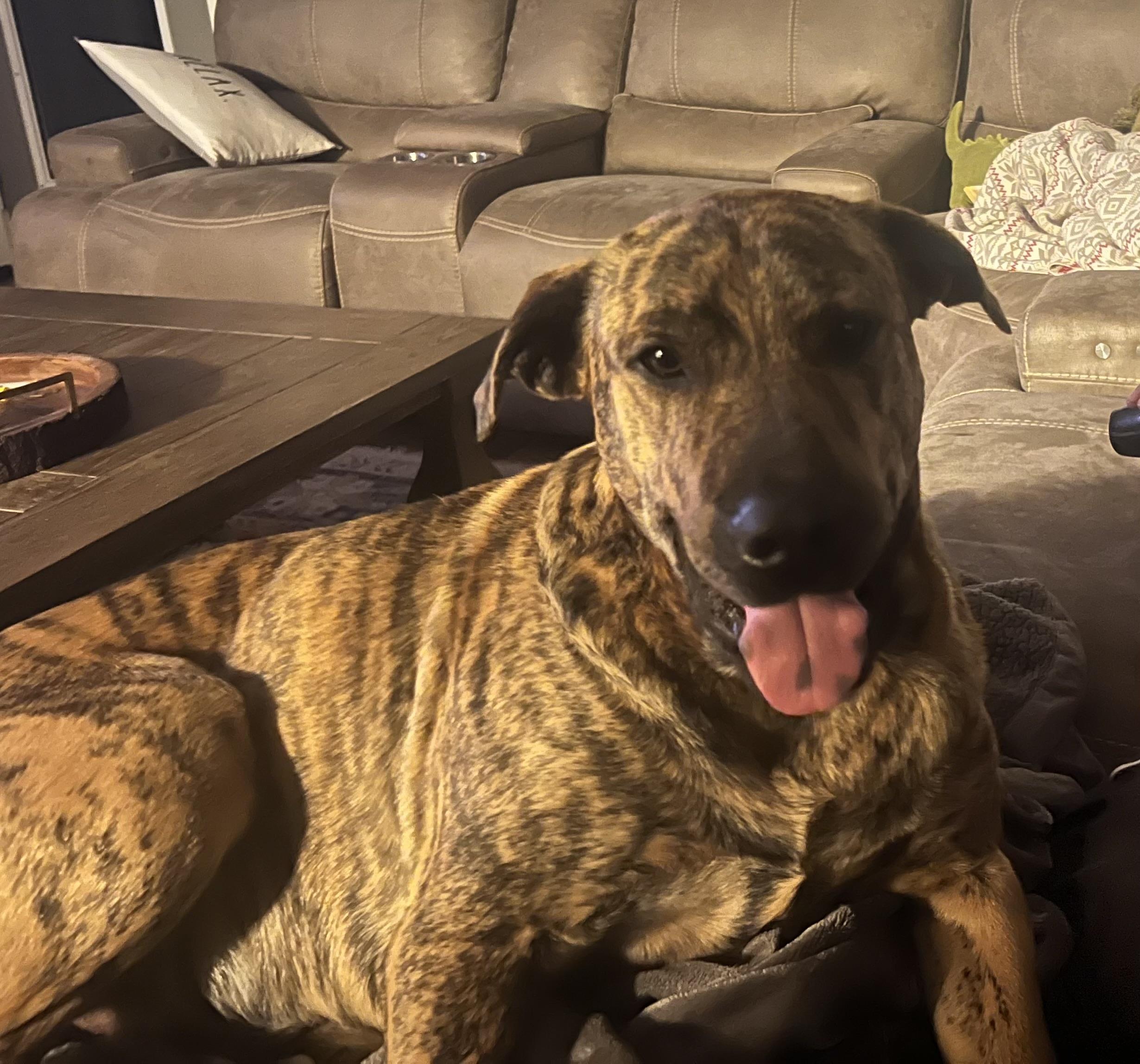 Tank, a Adoptable mixed breed in Horse Shoe, NC image 4/5