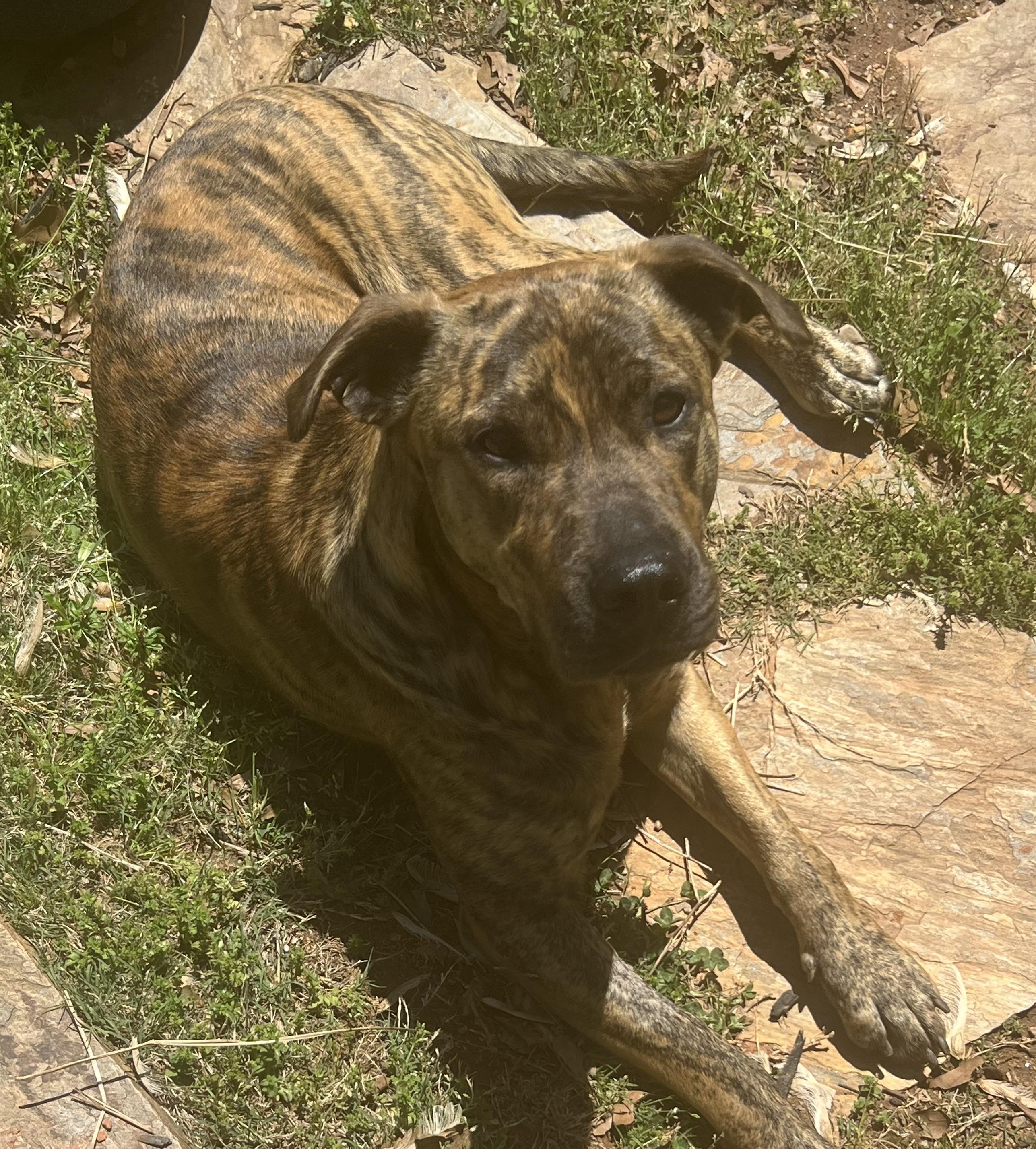 Tank, a Adoptable mixed breed in Horse Shoe, NC image 5/5