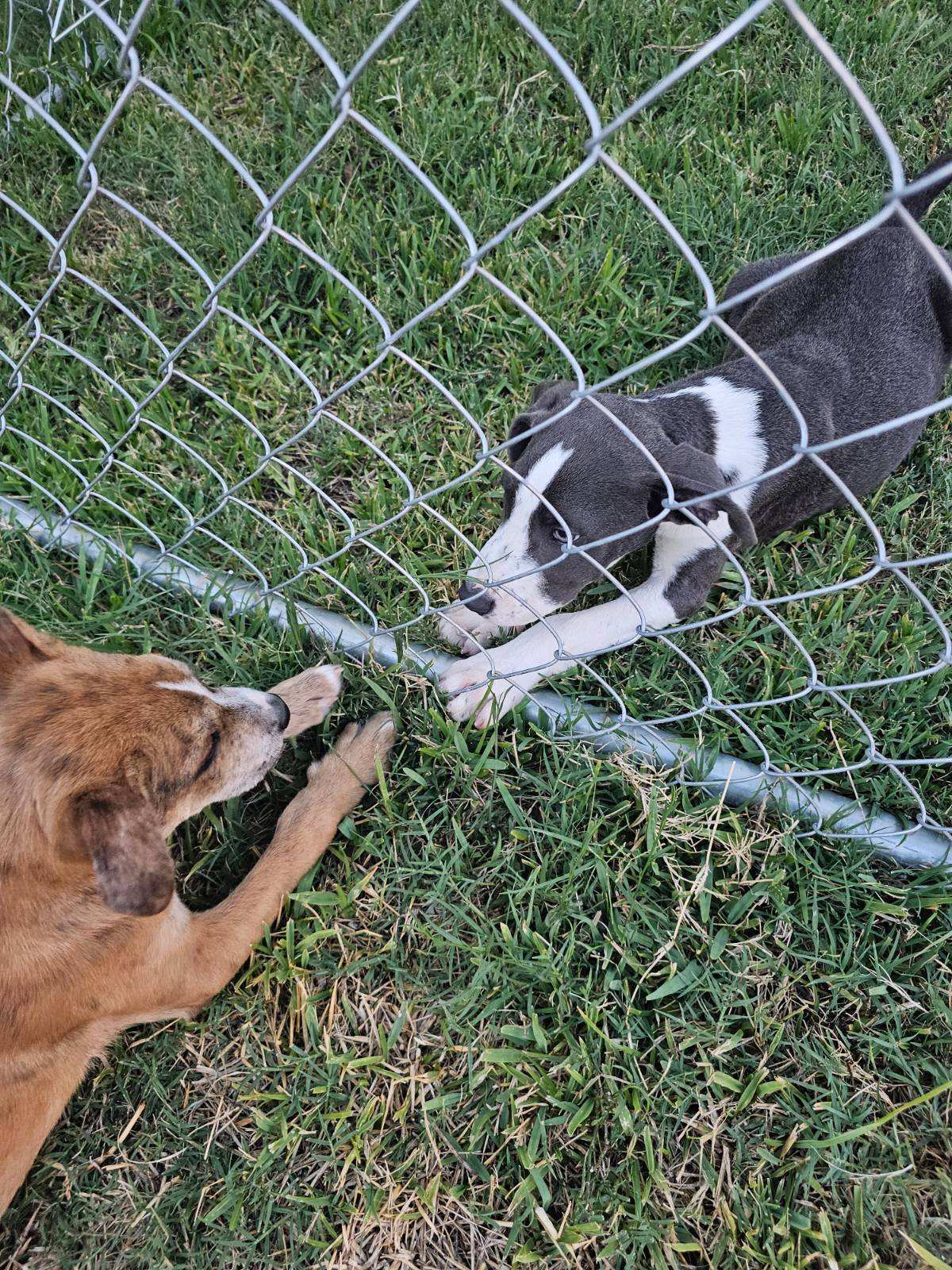 Houston, Adopted, Puppy Male Great Dane.