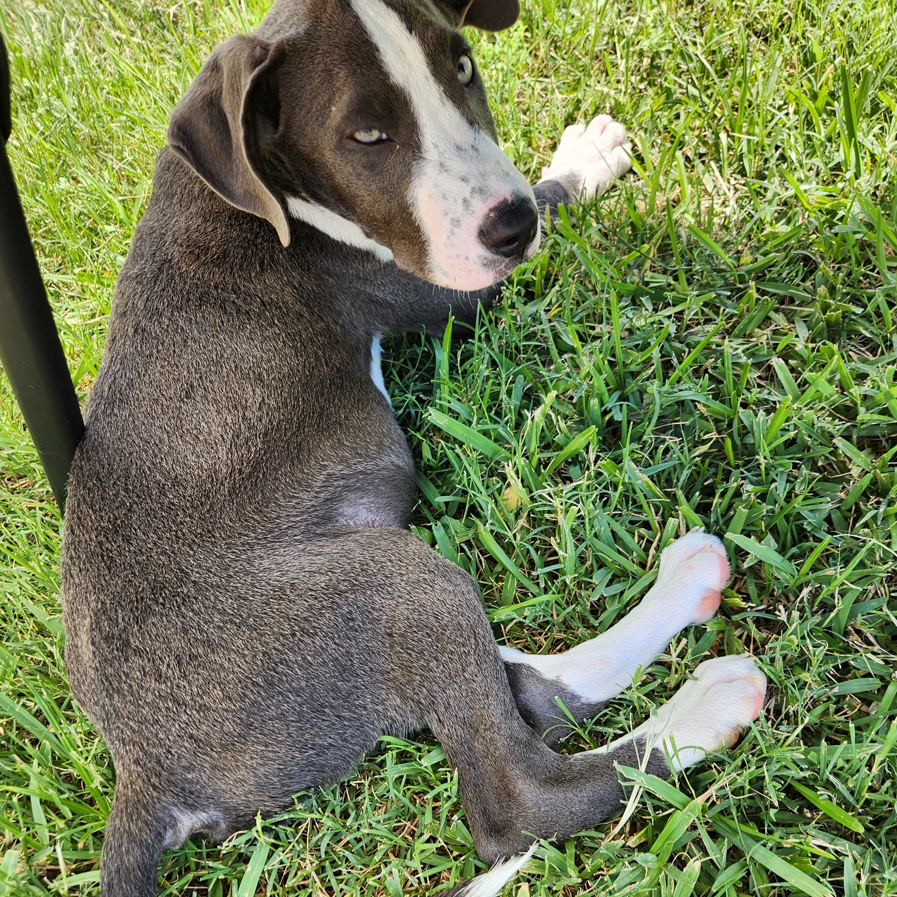 Enlarge Houston, a Adopted mixed breed in Forney, TX image 2/6