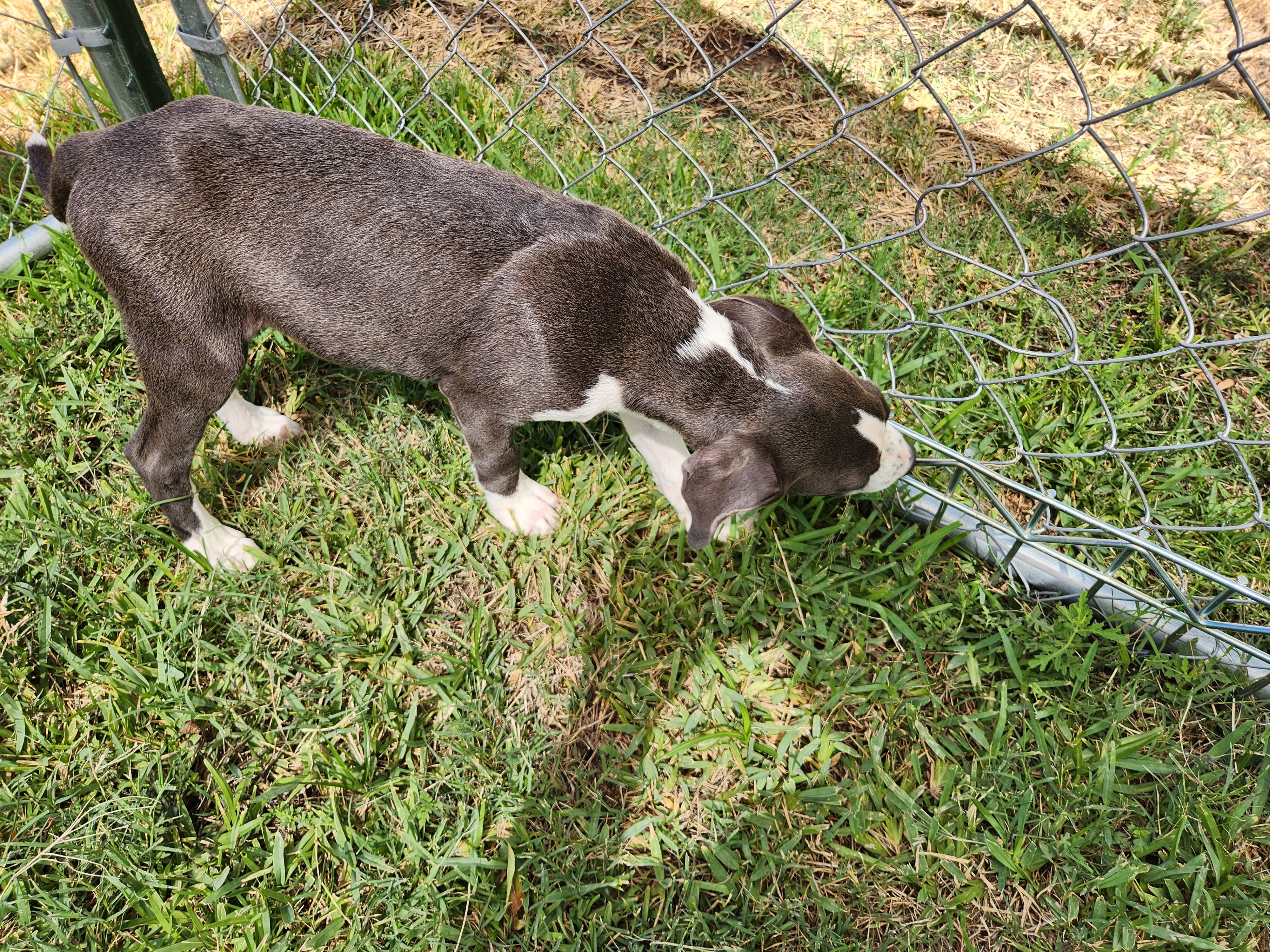 Enlarge Houston, a Adopted mixed breed in Forney, TX image 3/6