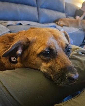 Allie, a ADOPTABLE mixed breed in Huntington, NY image 1/6