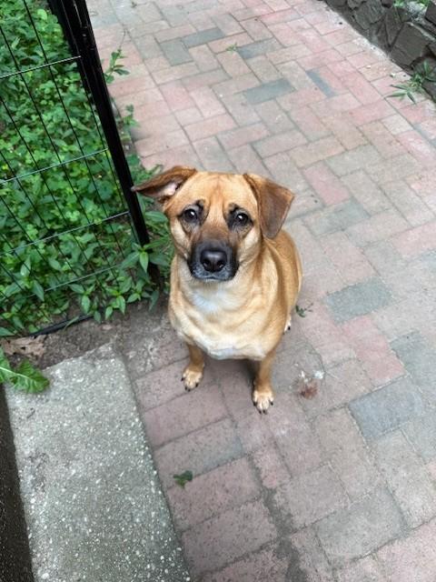 Allie, a ADOPTABLE mixed breed in Huntington, NY image 2/6