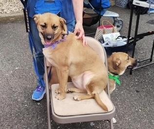 Allie, a ADOPTABLE mixed breed in Huntington, NY image 3/6