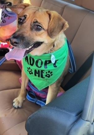 Allie, a ADOPTABLE mixed breed in Huntington, NY image 4/6