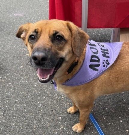 Allie, a ADOPTABLE mixed breed in Huntington, NY image 5/6