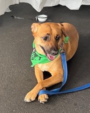 Allie, a ADOPTABLE mixed breed in Huntington, NY image 6/6