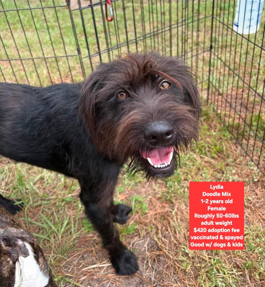 Enlarge Lydia, an adopted mixed breed in Oviedo, FL image 2/2