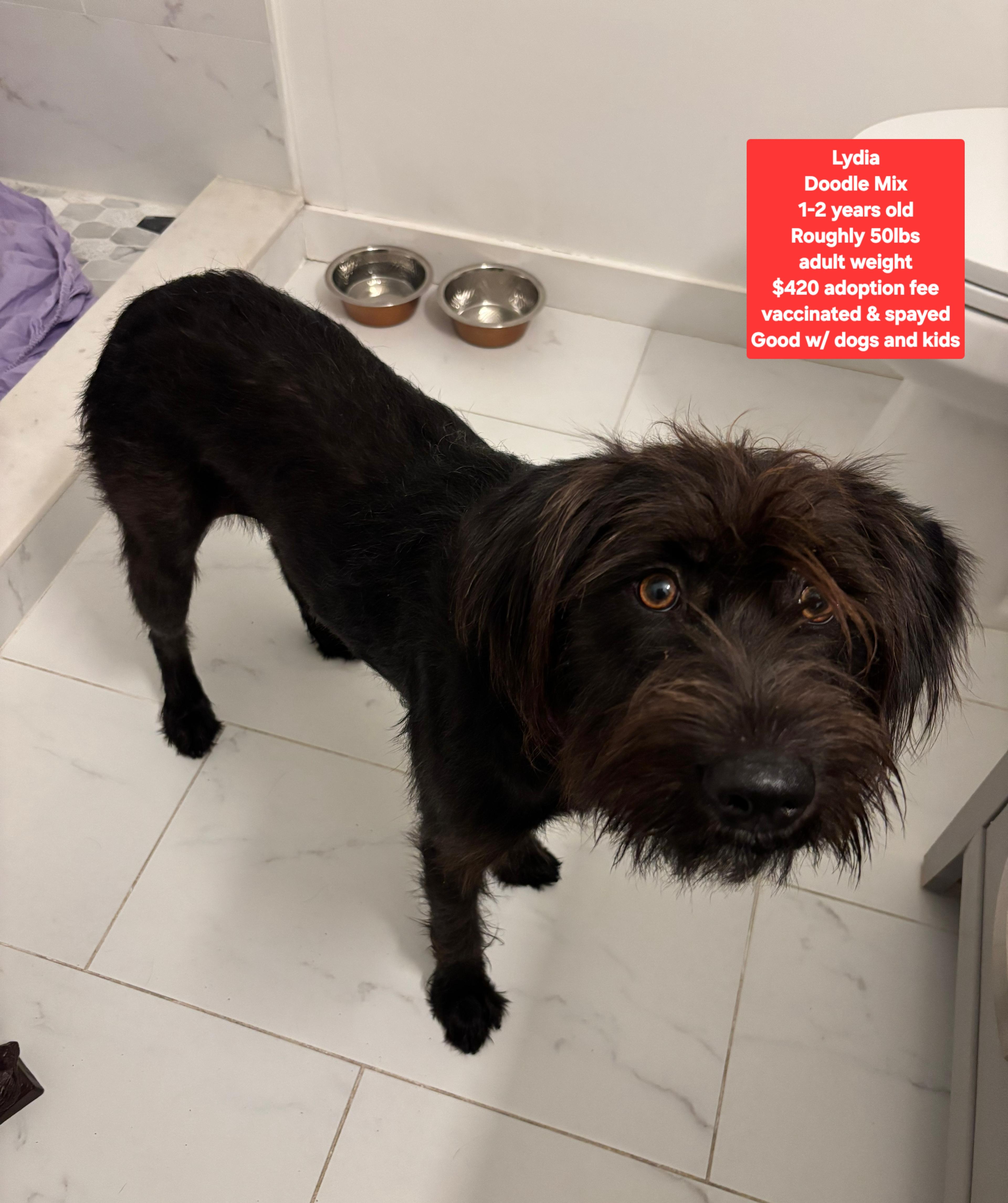 Enlarge Lydia, an adopted mixed breed in Oviedo, FL image 1/2