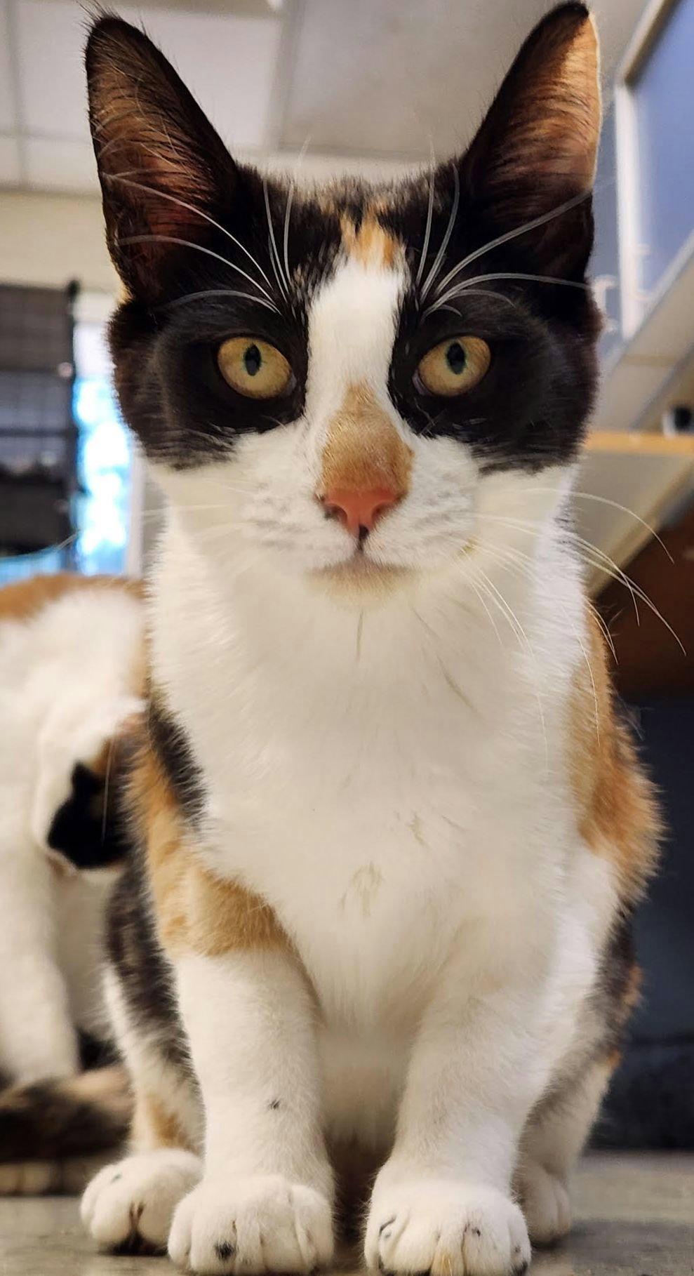 Enlarge Qi'ra, a Adoptable Calico in Chester, NJ image 1/1
