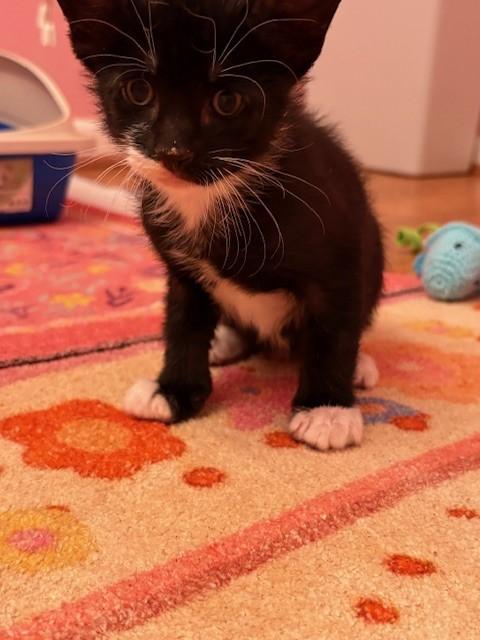 Enlarge Adoptable Now-Horchata, a Adoptable Tuxedo in Laurel, MD image 2/4