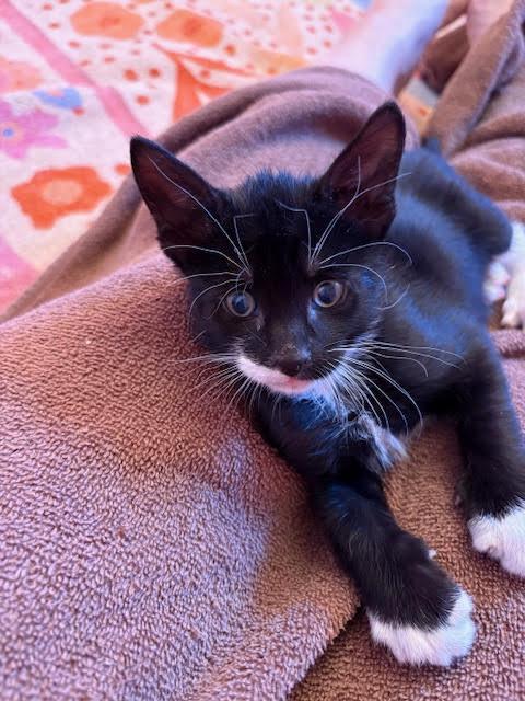 All this Cutenes-Available 05/15/26-Horchata & Sopapilla!, a Adoptable Domestic Short Hair in Laurel, MD image 2/3