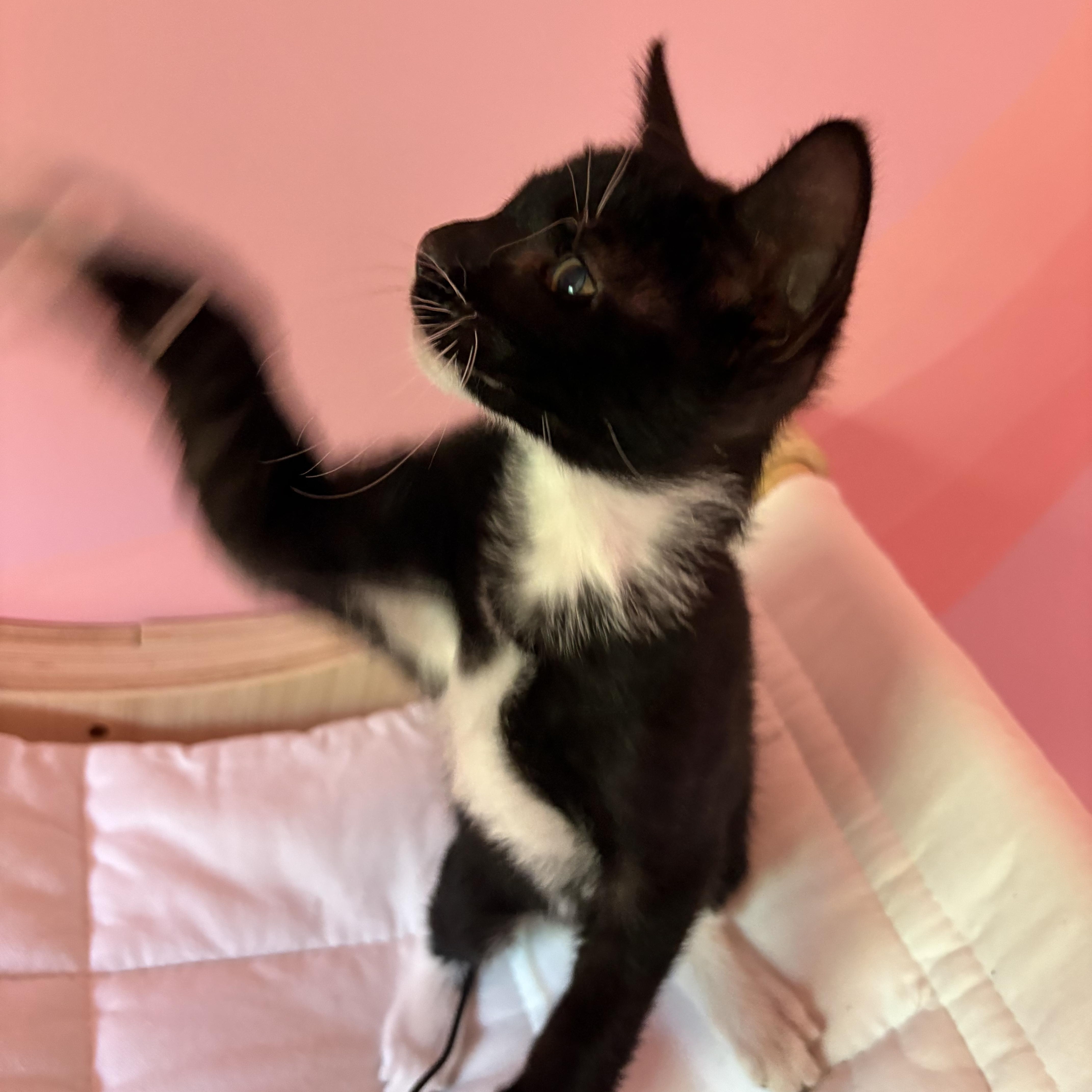 Enlarge Adoptable Now-Horchata, a Adoptable Tuxedo in Laurel, MD image 4/4