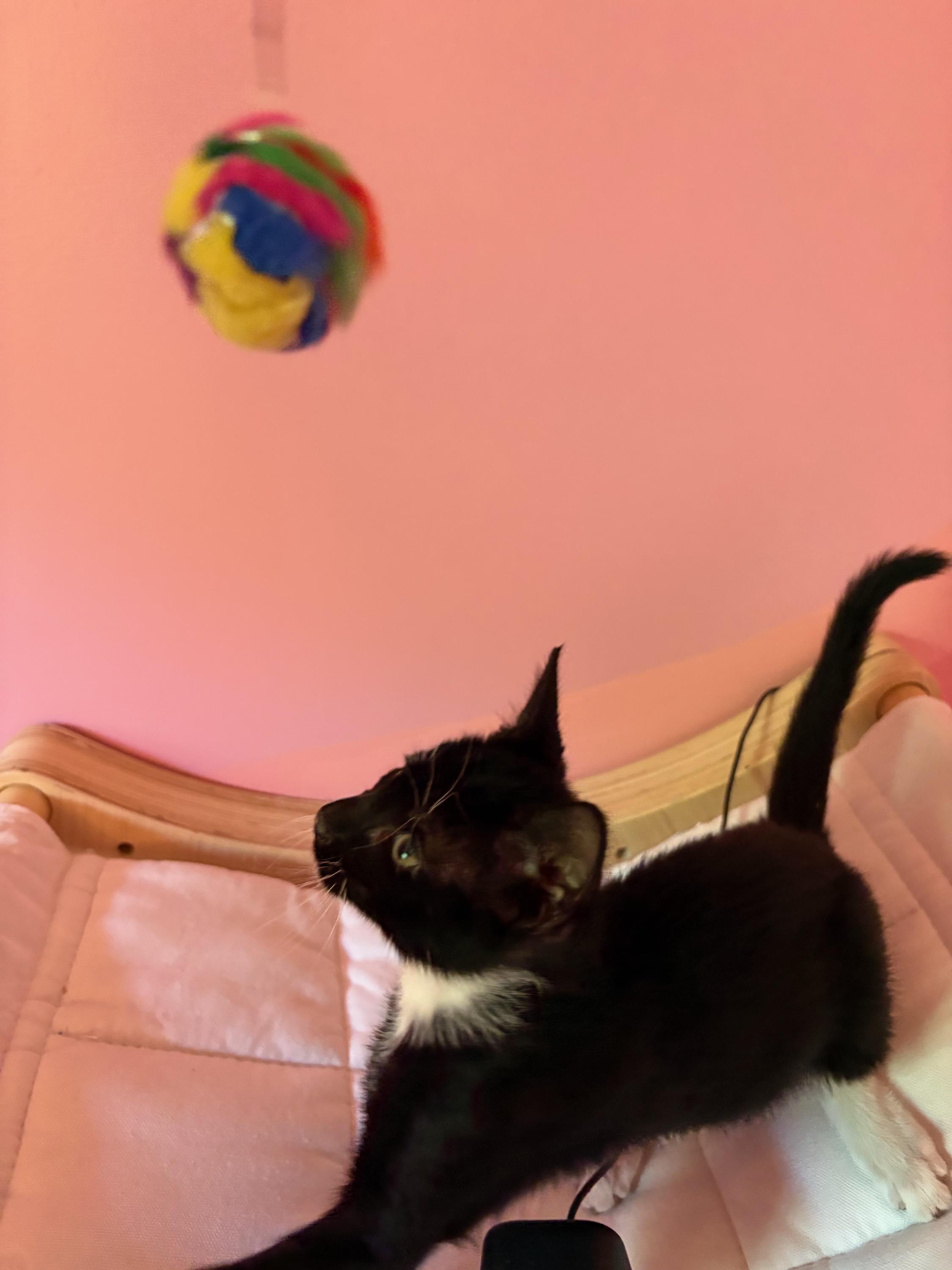 Enlarge Adoptable Now-Horchata, a Adoptable Tuxedo in Laurel, MD image 3/4