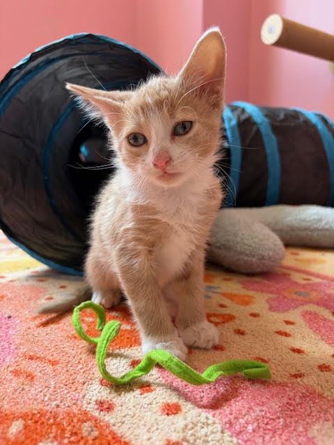 All this Cutenes-Available 05/15/26-Horchata & Sopapilla!, a Adoptable Domestic Short Hair in Laurel, MD image 3/3