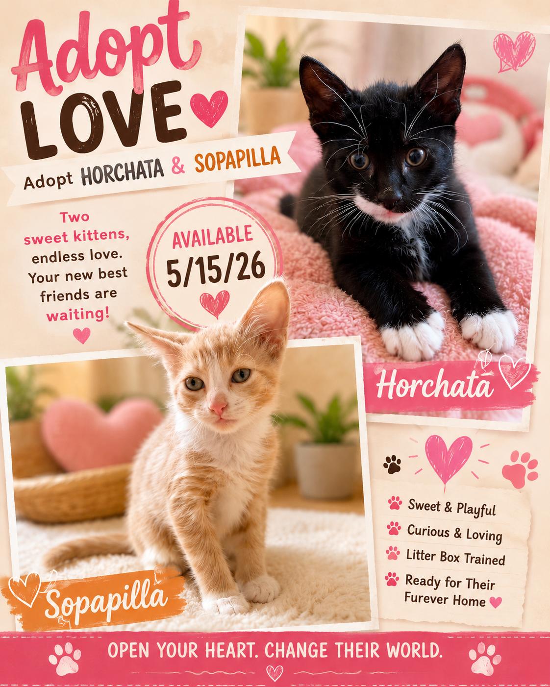 All this Cutenes-Available 05/15/26-Horchata & Sopapilla!, Adoptable, Kitten Male Domestic Short Hair.