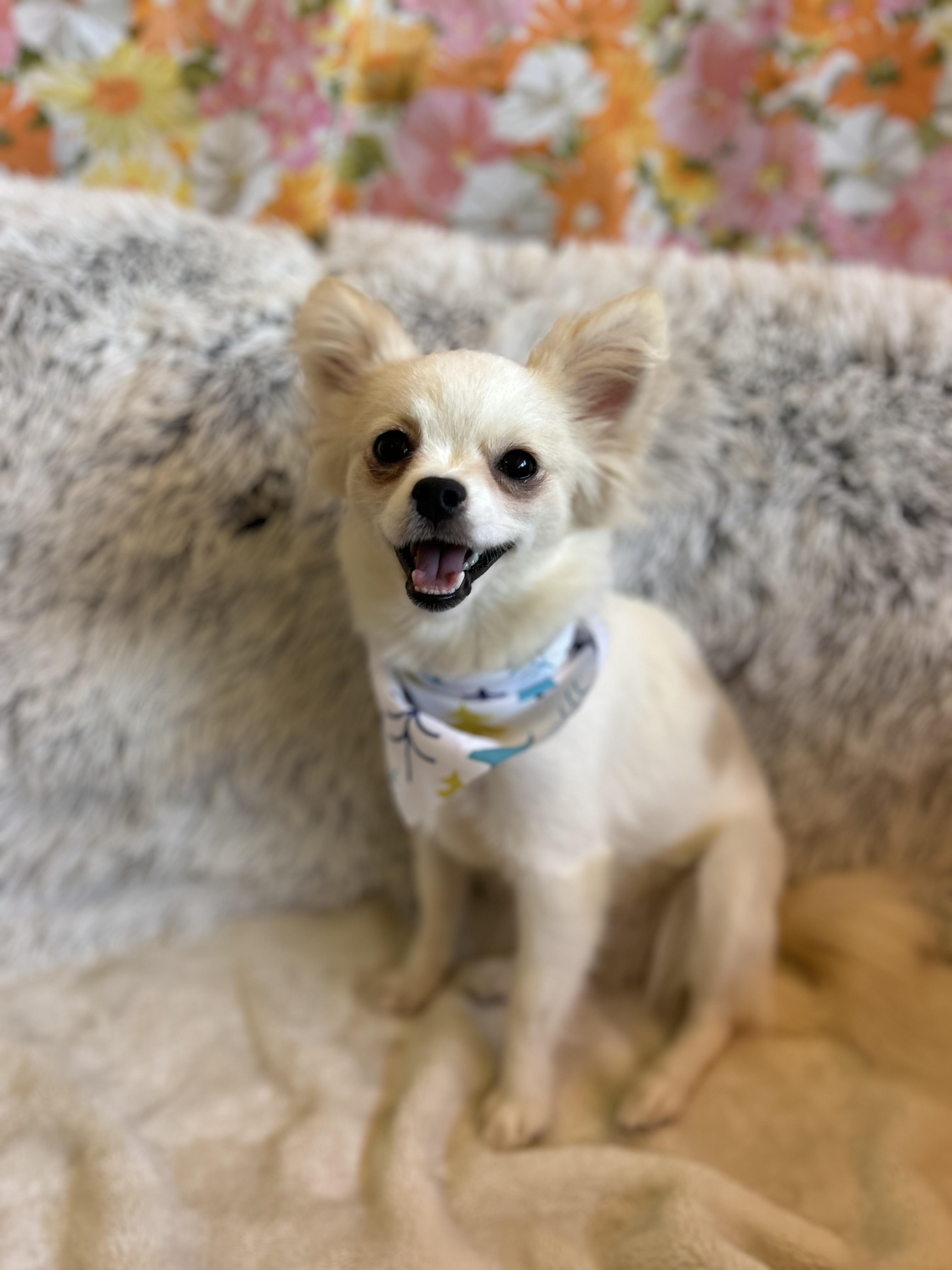 Lucy, an adopted Chihuahua in Madison Heights, MI image 2/5