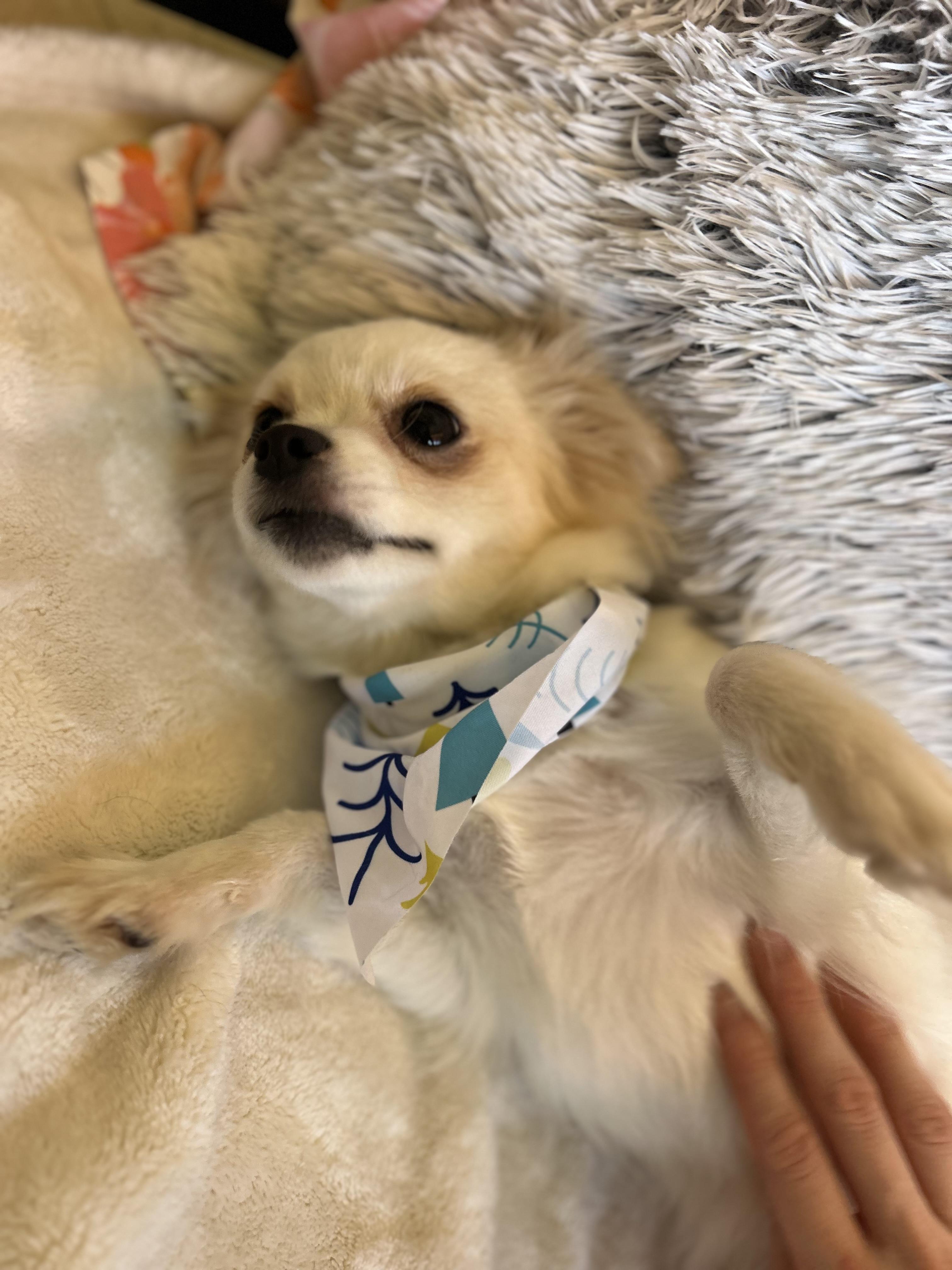 Lucy, an adopted Chihuahua in Madison Heights, MI image 3/5