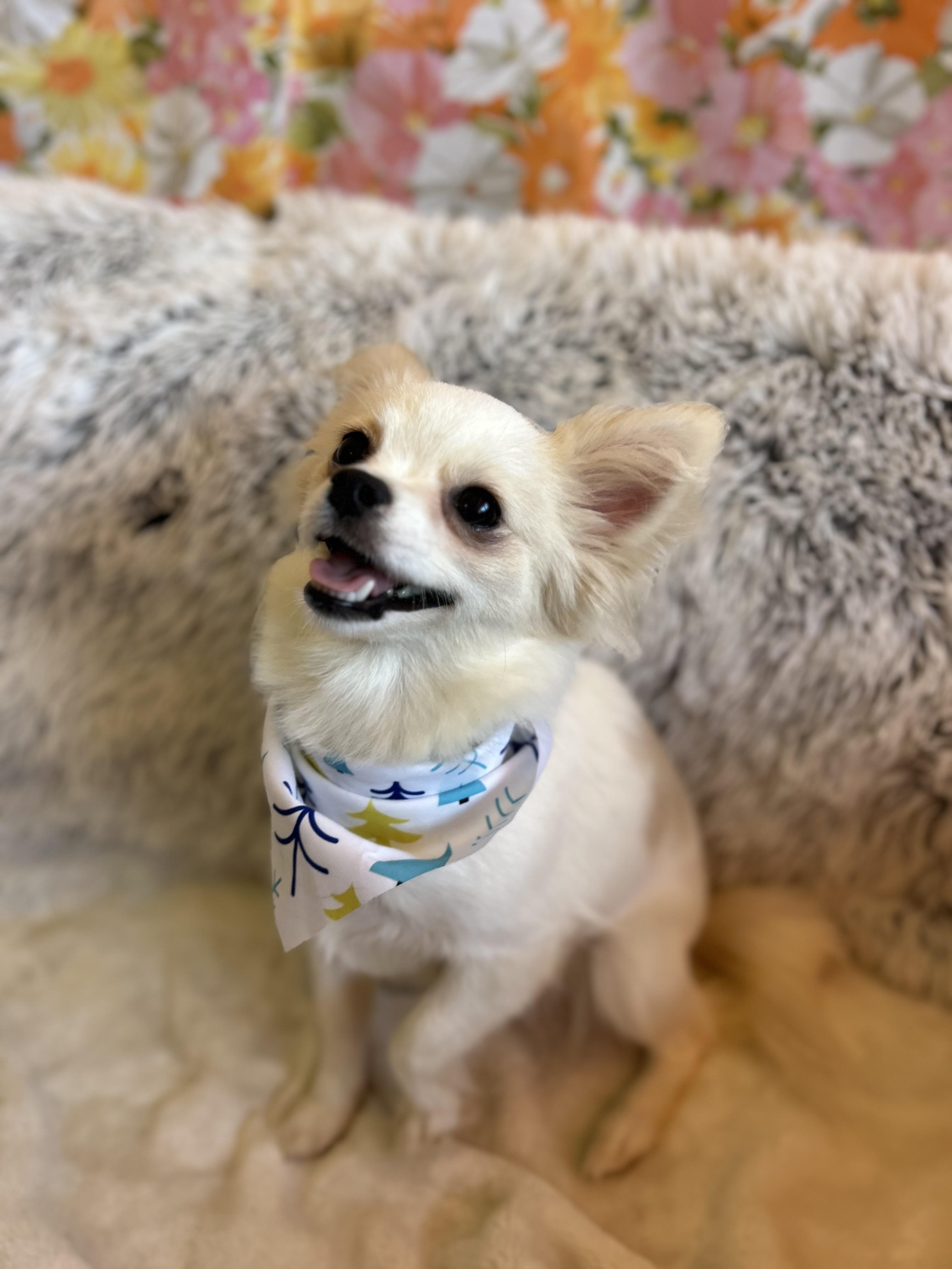 Lucy, adopted, Adult Female Chihuahua.