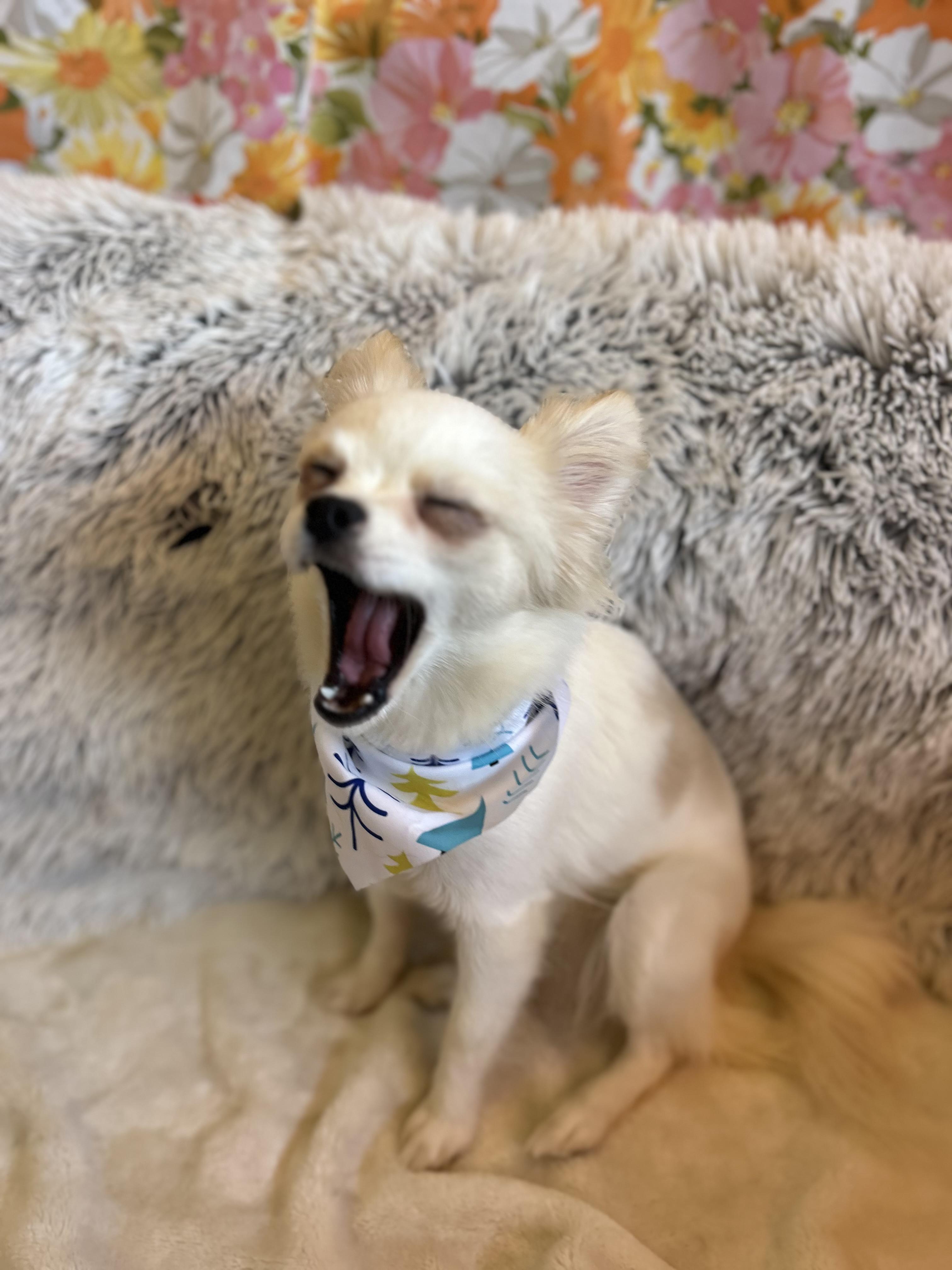 Lucy, an adopted Chihuahua in Madison Heights, MI image 4/5