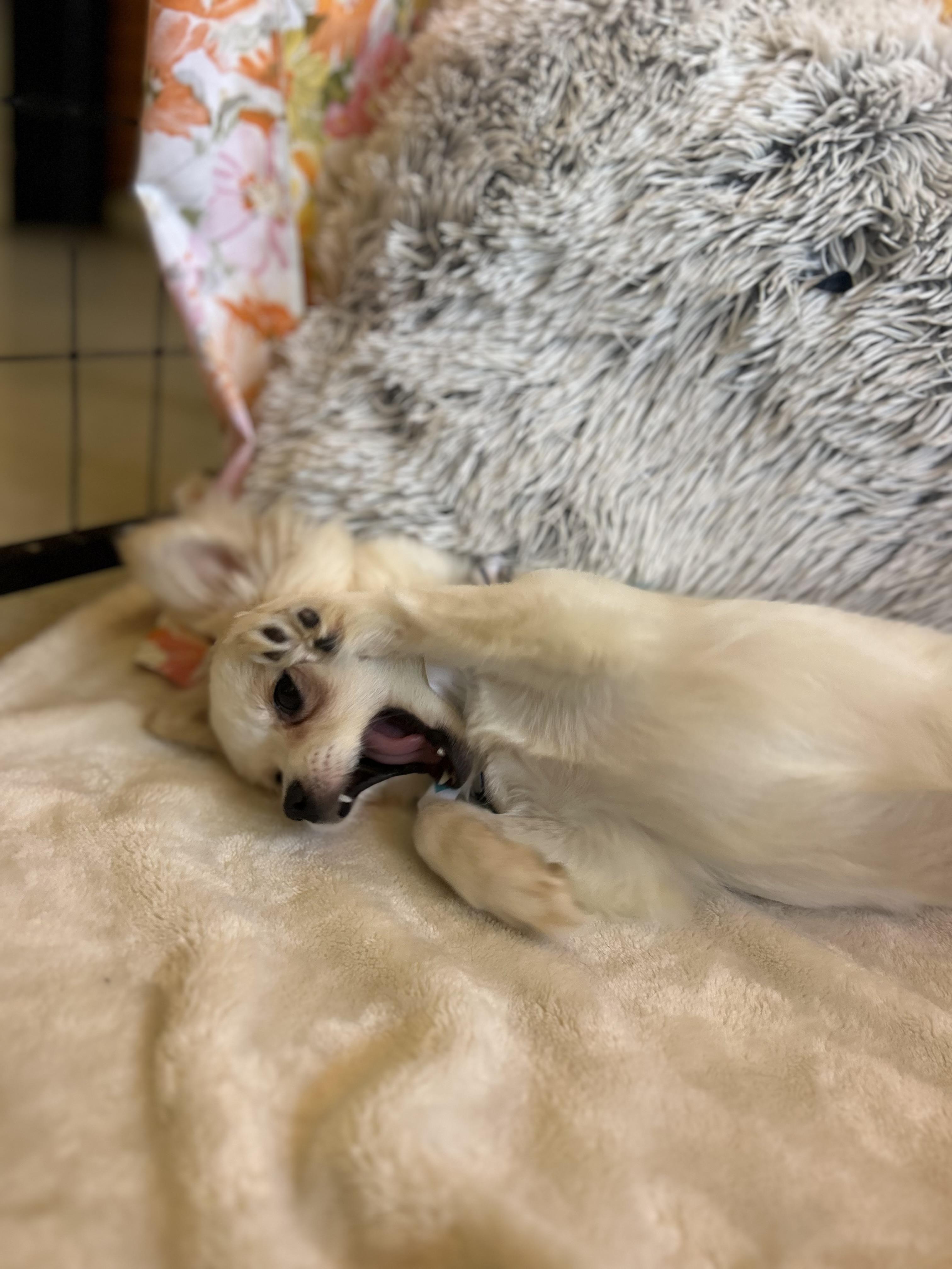 Lucy, an adopted Chihuahua in Madison Heights, MI image 5/5