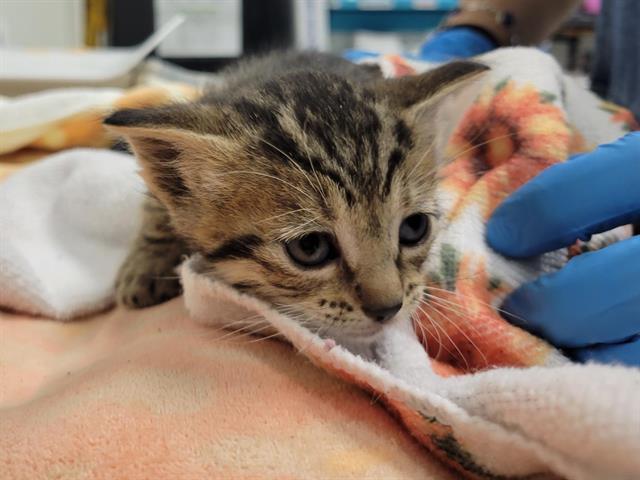 ZIPPER, Adoptable, Kitten Male Domestic Short Hair.