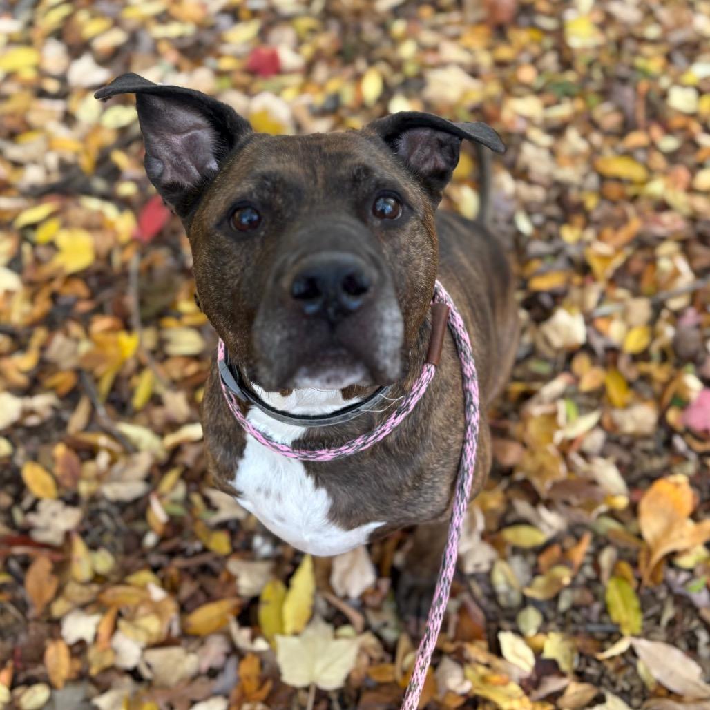 Squid, Adoptable, Senior Male Mixed Breed.