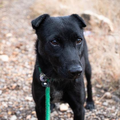 Yuki, a Adoptable mixed breed in Flagstaff, AZ image 2/2