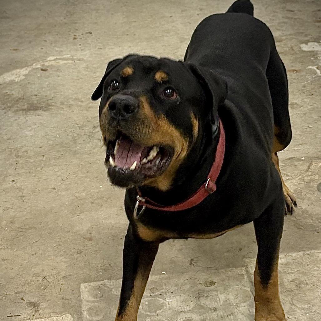 Enlarge Hank 108D25, a Adoptable Rottweiler in Napoleon, OH image 1/6