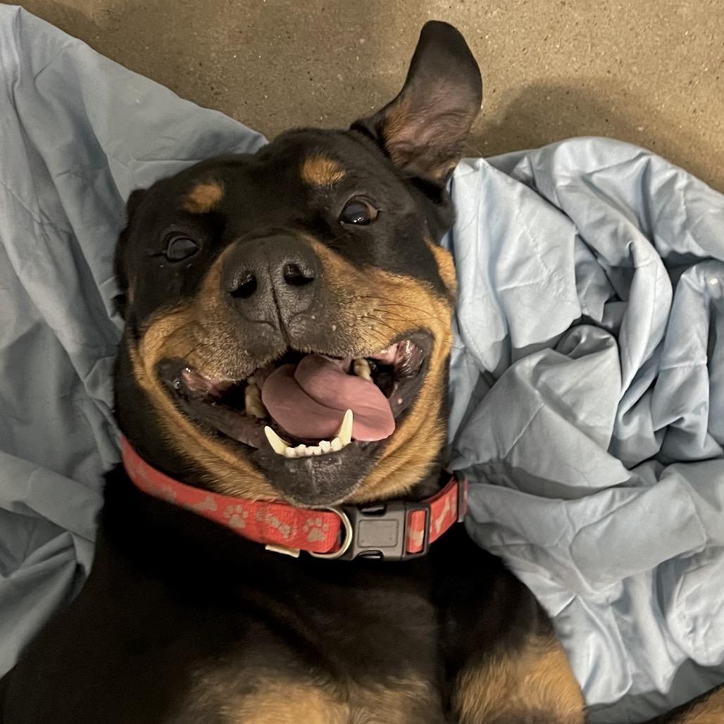 Enlarge Hank 108D25, a Adoptable Rottweiler in Napoleon, OH image 2/6