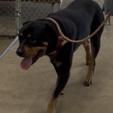 Enlarge Hank 108D25, a Adoptable Rottweiler in Napoleon, OH image 3/6