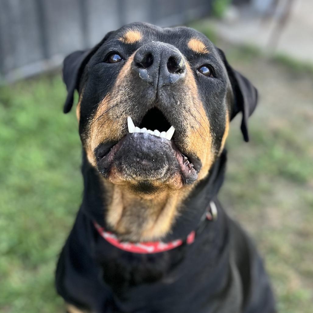 Enlarge Hank 108D25, a Adoptable Rottweiler in Napoleon, OH image 4/6