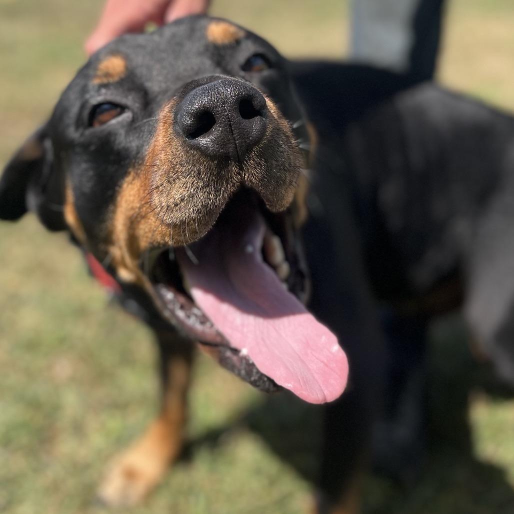 Enlarge Hank 108D25, a Adoptable Rottweiler in Napoleon, OH image 5/6