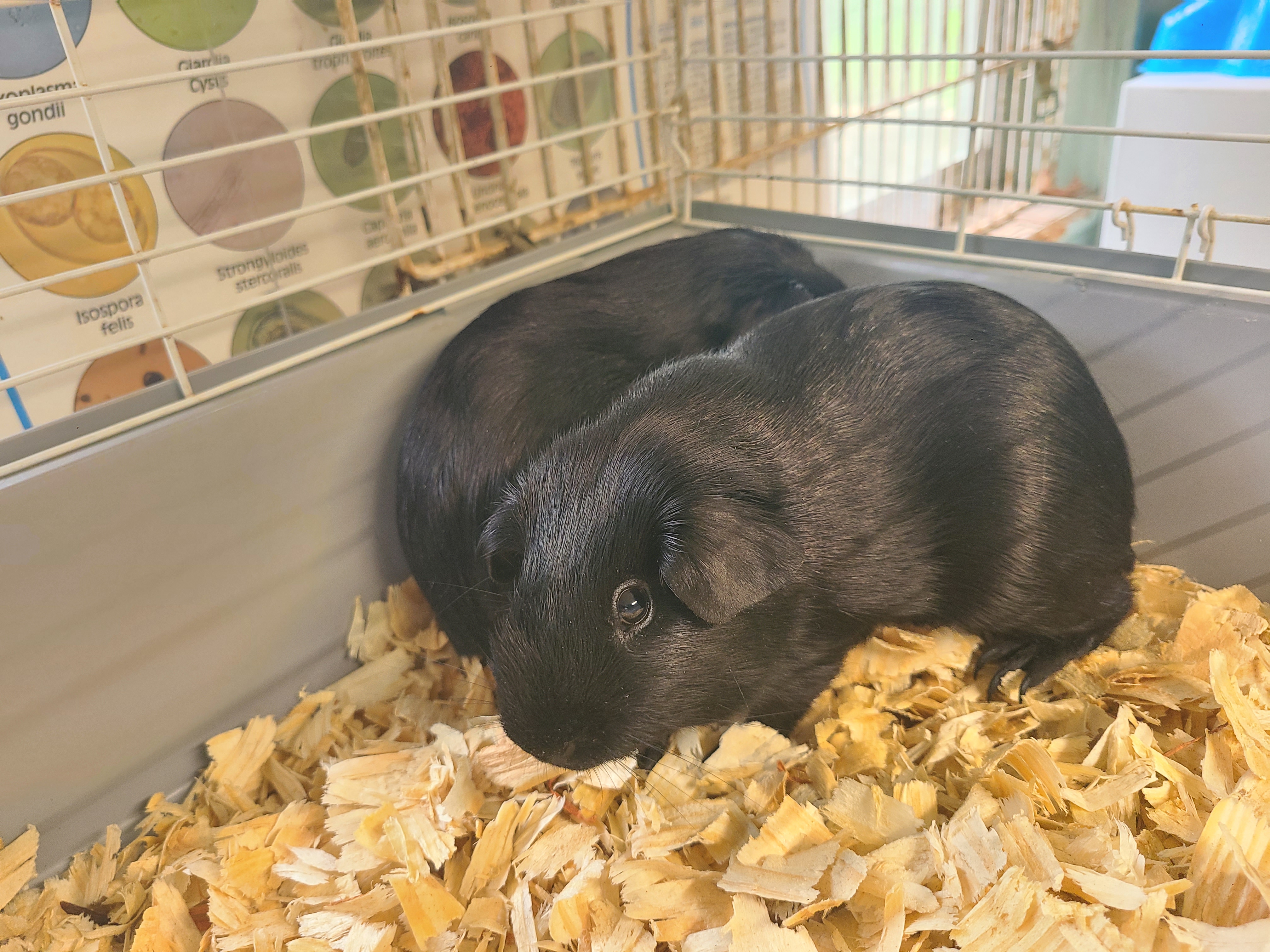 Black Satin Baby Boys