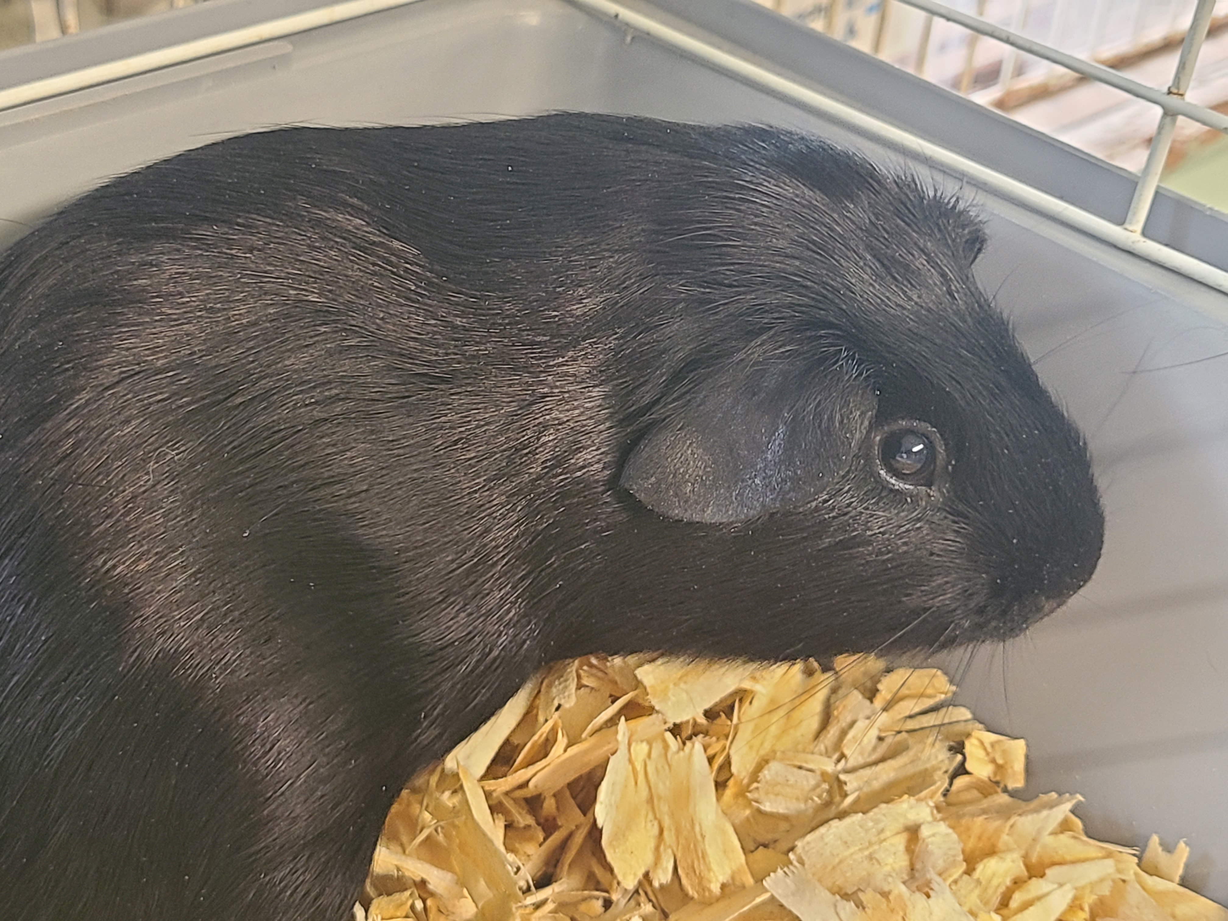 Black Satin Baby Boys, Baby Male Guinea Pig