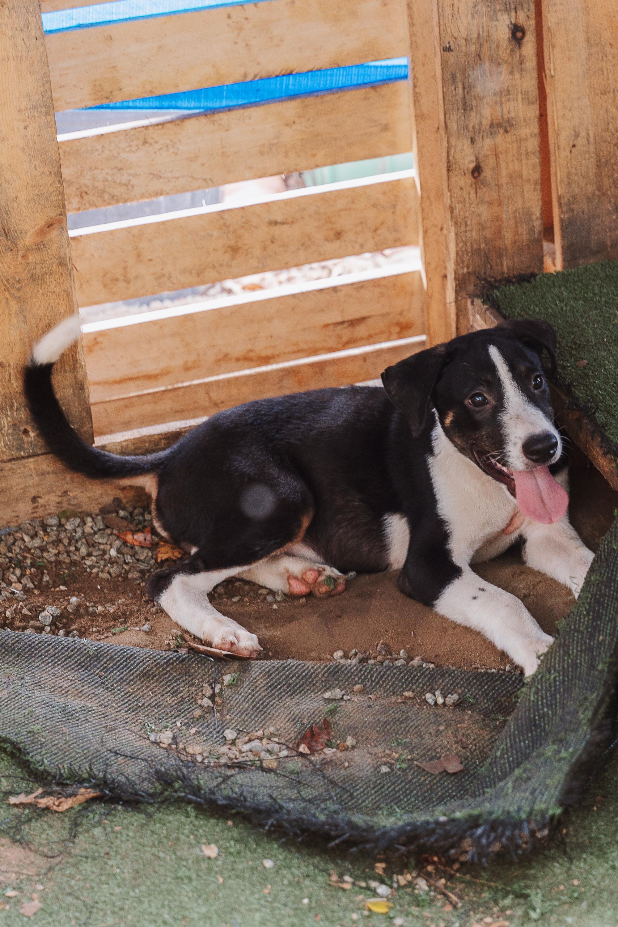 Chevy, Adoptable, Young Male Mixed Breed.