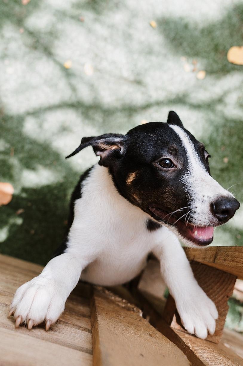 Enlarge Chevy, a Adoptable mixed breed in Glen Rock, NJ image 2/3