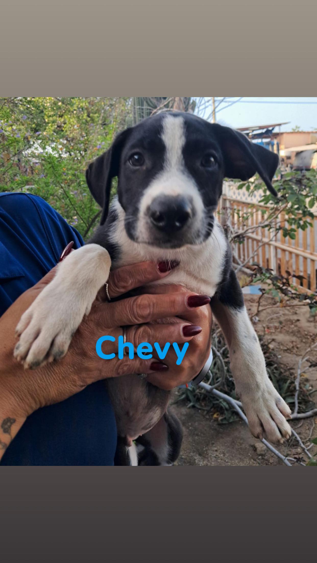 Enlarge Chevy, a Adoptable mixed breed in Glen Rock, NJ image 3/3