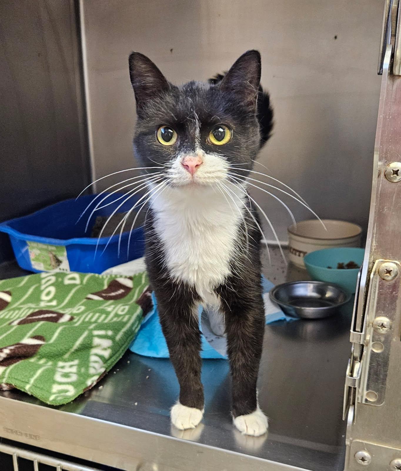 Enlarge Eve, a ADOPTABLE Domestic Short Hair in Mansfield, OH image 1/1