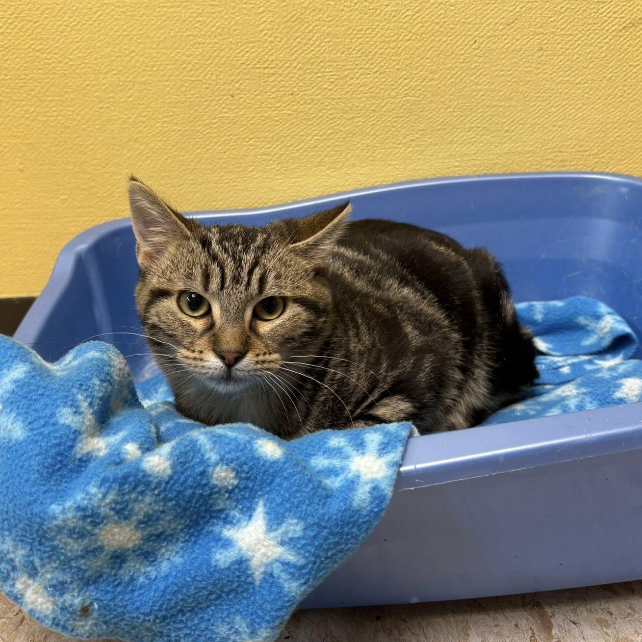 Enlarge Buttercup, an adopted Tabby in Storm Lake, IA image 1/1