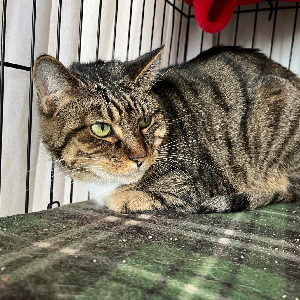 Spoons, Adoptable, Adult Female Domestic Short Hair.