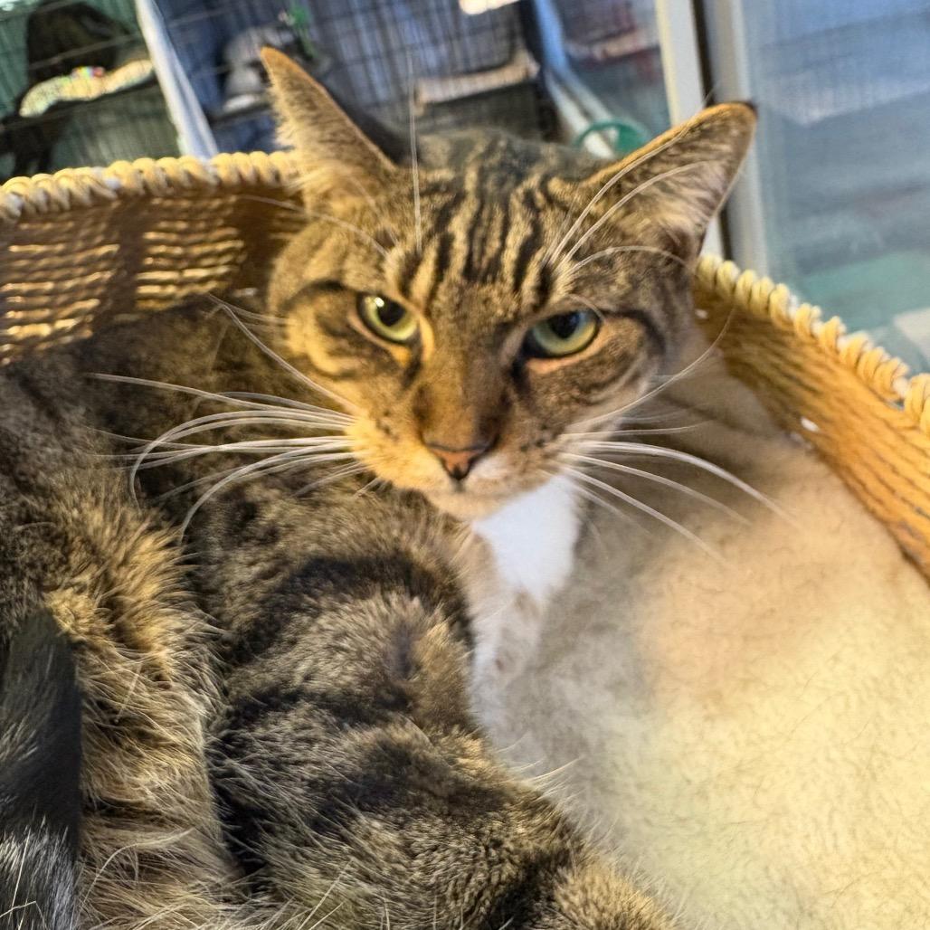 Enlarge Spoons, a Adoptable Domestic Short Hair in Normal, IL image 3/5