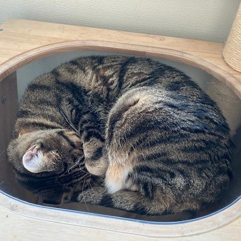 Enlarge Spoons, a Adoptable Domestic Short Hair in Normal, IL image 5/5