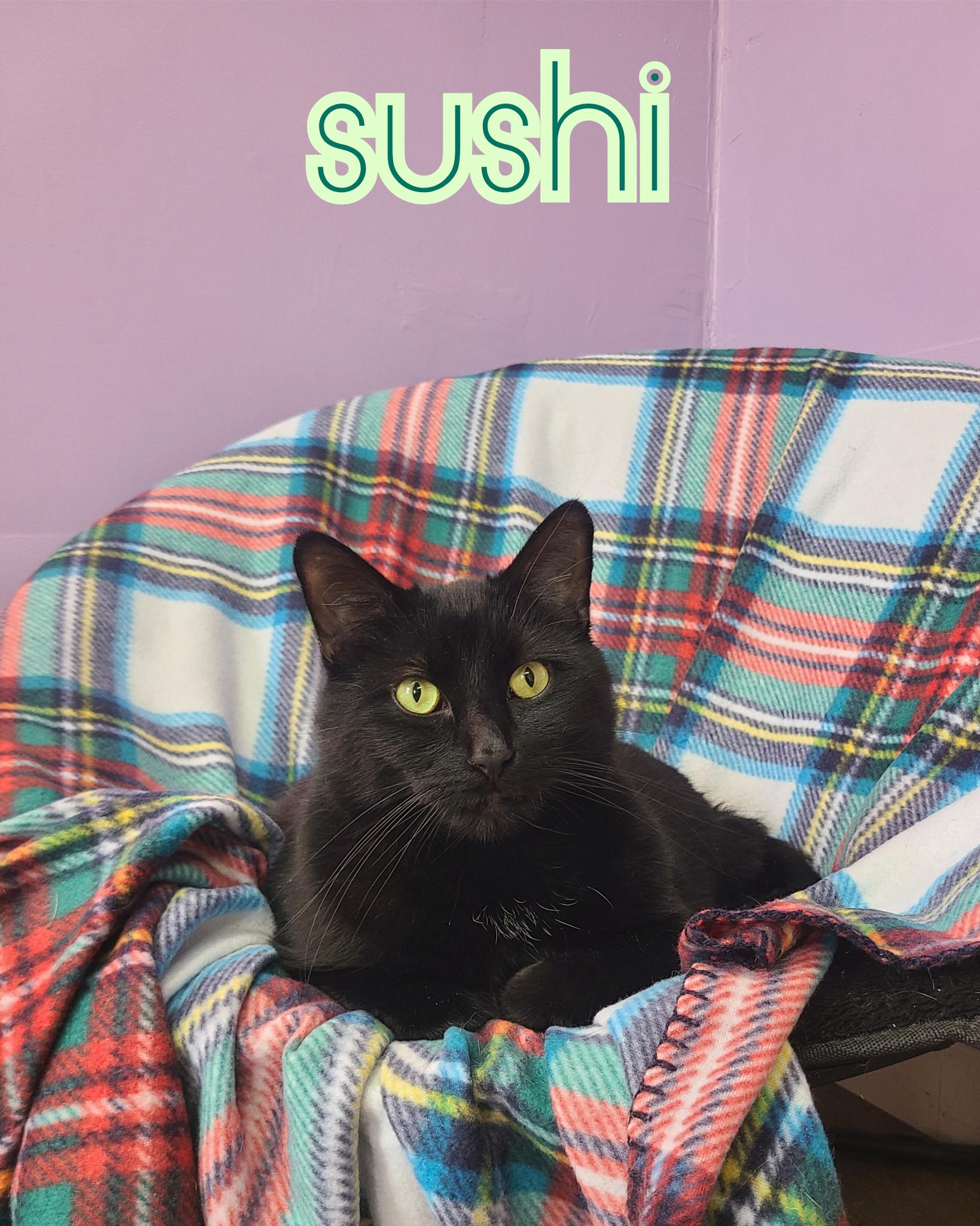 Sushi, Adoptable, Adult Male Domestic Short Hair.
