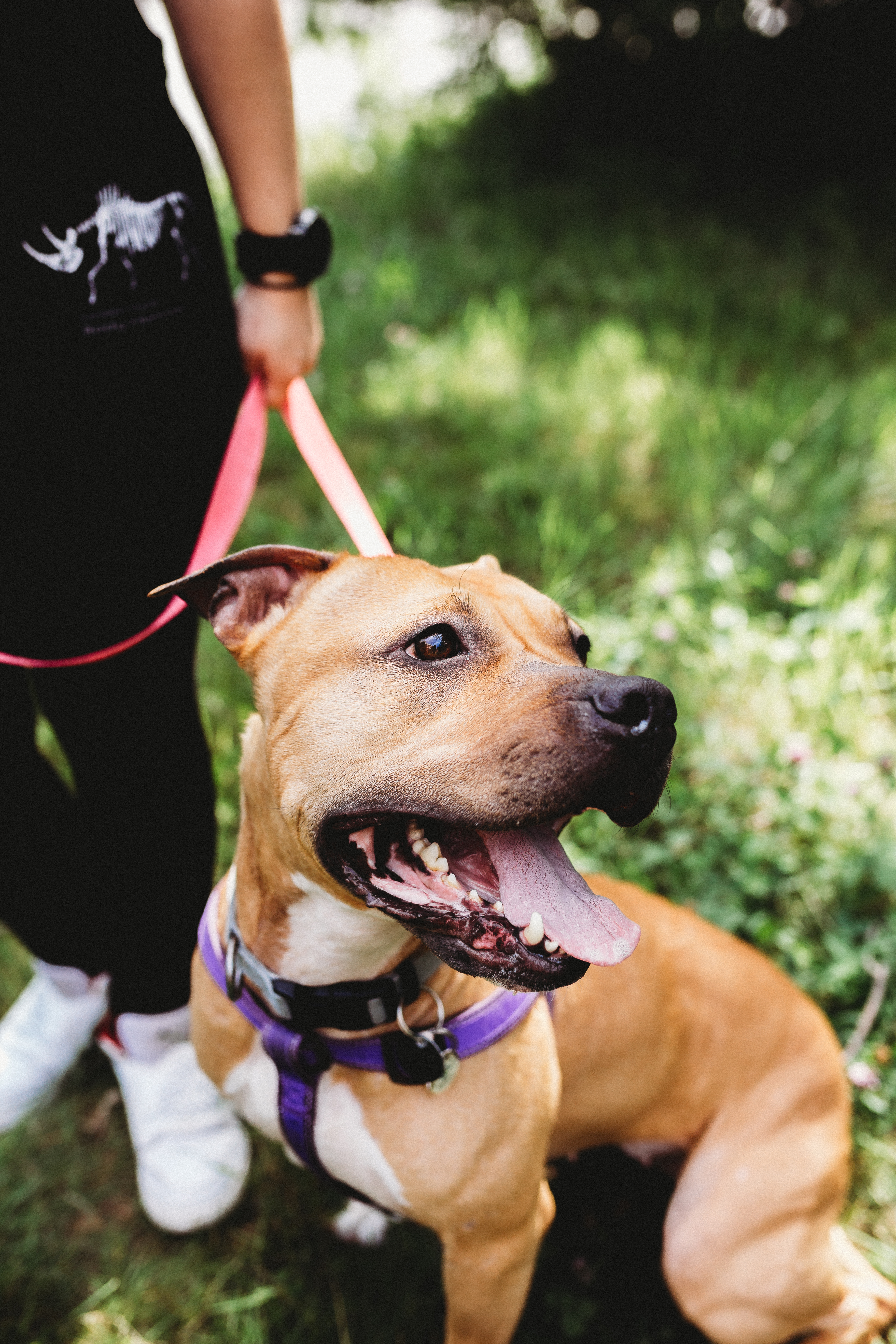 Emma, Adopted, Adult Female Mixed Breed.