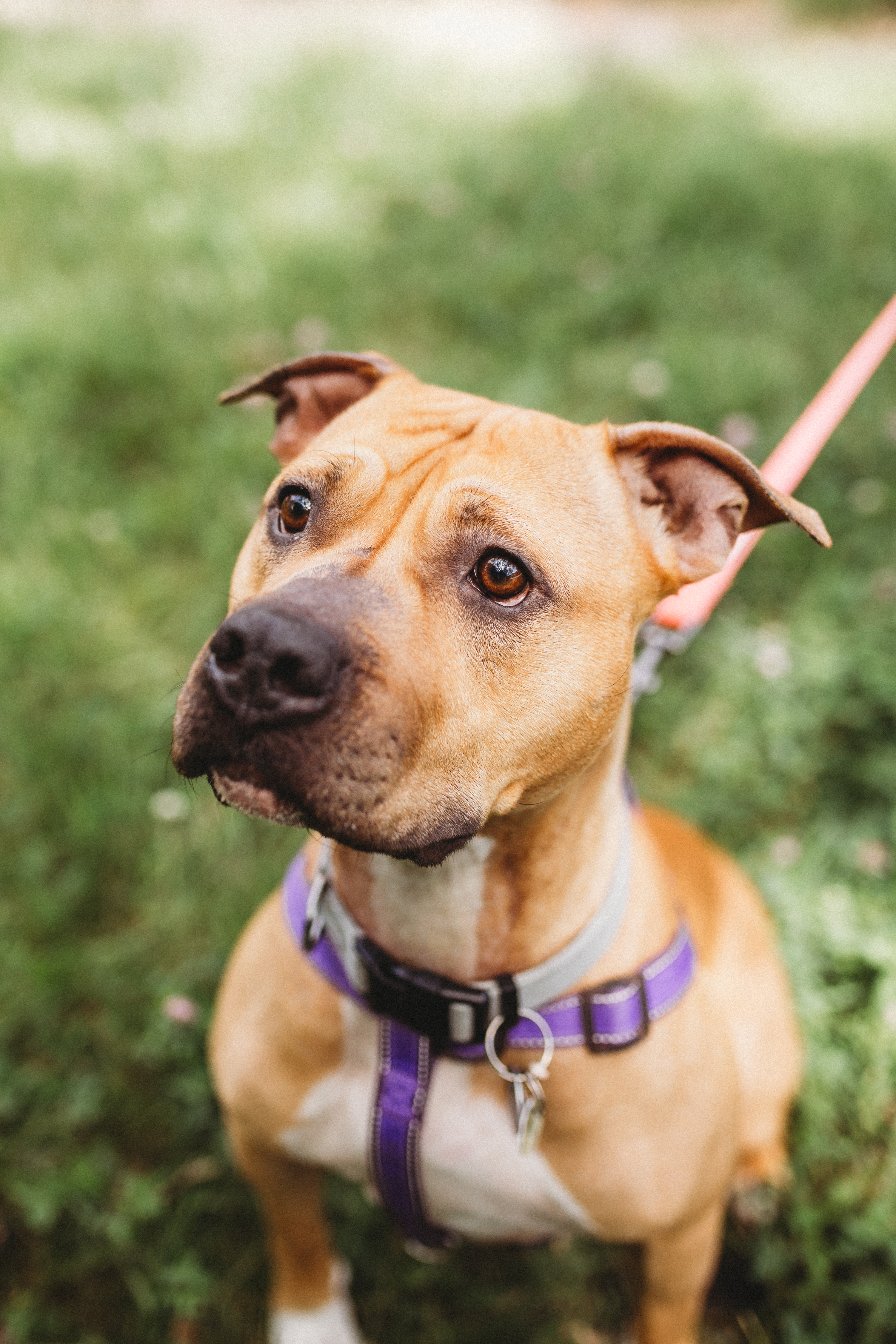 Emma, a Adopted Mixed Breed in Mont-Royal, QC image 2/6